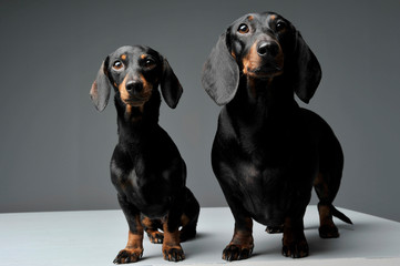 Two adorable black and tan short haired Dachshund looking curiously at the camera