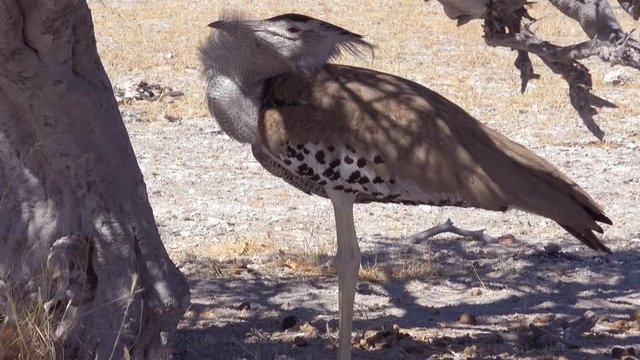 Good shot of a kori bustard large African bird sitting under a tree on the savannah on safari.
