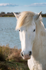 Obraz premium White horse in Camargue
