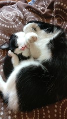 Кошка спит.