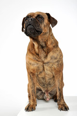 Studio shot of an adorable mixed breed dog sitting and looking up curiously