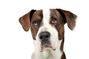 Portrait of an adorable mixed breed dog looking seriously at the camera