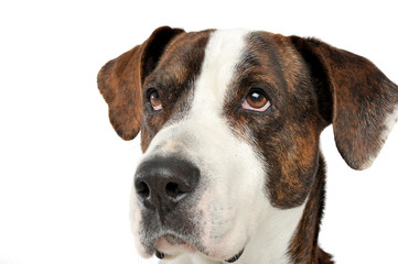 Portrait of an adorable mixed breed dog looking seriously