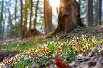 Common snowdrops Galanthus nivalis blooms under the sun among other colorful soft focus spring...