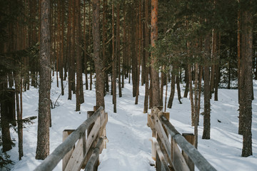 forest in winter