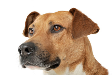 Portrait of an adorable mixed breed dog looking curiously