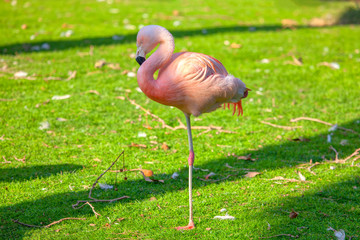 cute pink flamingo standing on green meadow 