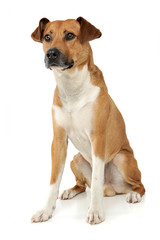 An adorable mixed breed dog sitting on white background