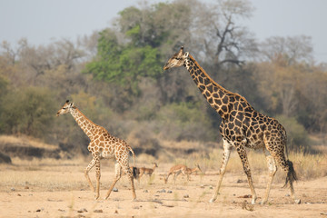 Giraffe in the Timbavati