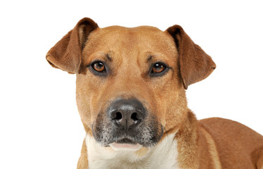 Portrait of an adorable mixed breed dog looking seriously at the camera