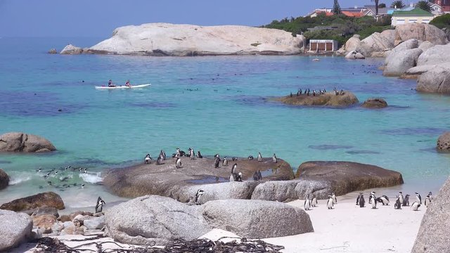 Kayakers paddle past jackass black footed penguins swimming and perching on rocks in the Atlantic Ocean waters off South Africa.