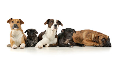 Studio shot of five adorable mixed breed dog looking curiously at the camera