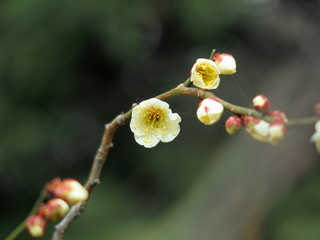 戸定が丘歴史公園の白梅
