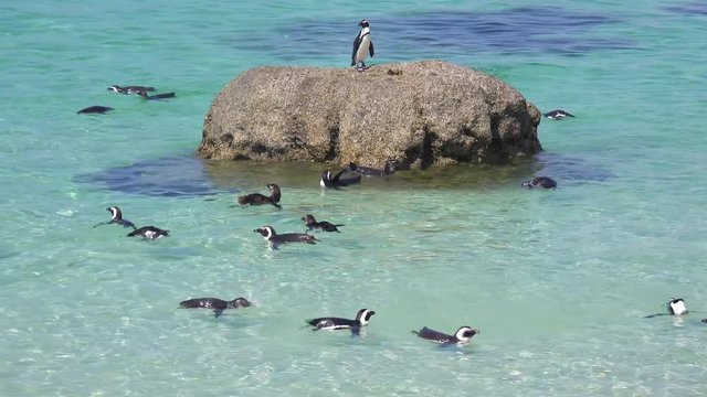 Dozens of jackass black footed penguin swim near Boulder Beach on the Cape of Good Hope, South Africa.