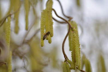 Biene an Haselnuss-Samen 4