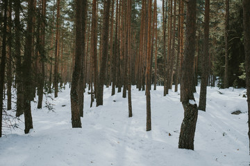 forest in winter