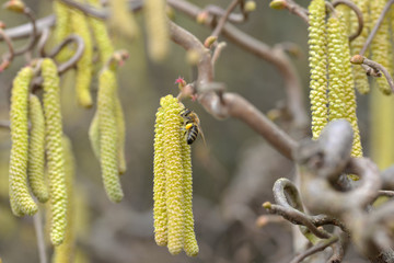 Biene an Haselnuss-Samen 5