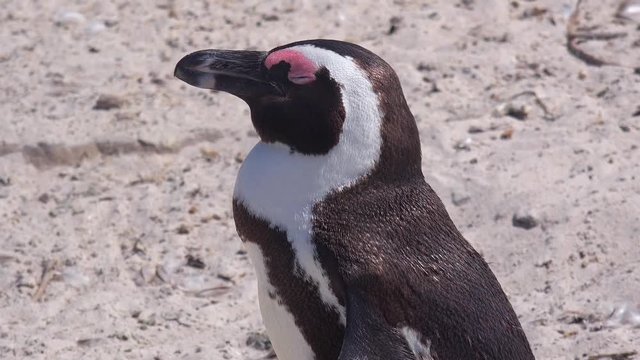 Good close up of jackass black footed penguin on a beach on the Cape of Good Hope, South Africa.