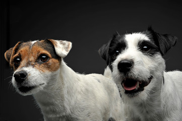 Two adorable Parson Russell Terrier looking curiously at the camera