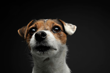 An adorable Parson Russell Terrier looking curiously at the camera