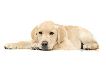 An adorable Labrador Retriever puppy looking sleepy at the camera