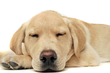 An adorable Labrador Retriever puppy sleeping on white background