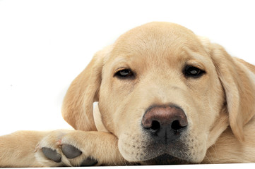 Portrait of an adorable Labrador Retriever puppy looking sleepy