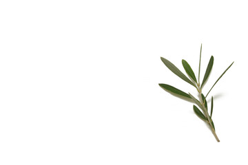 olive branch on white background