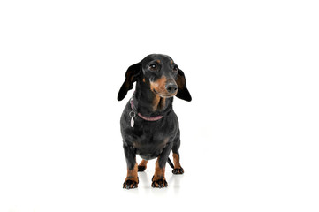 An adorable short haired Dachshund standing on white background.