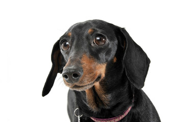 An adorable short haired Dachshund looking curiously at the camera