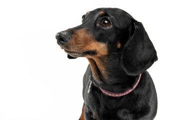 Portrait of an adorable short haired Dachshund looking curiously