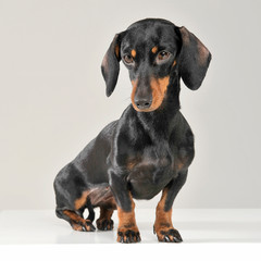 Studio shot of an adorable short haired Dachshund looking sad