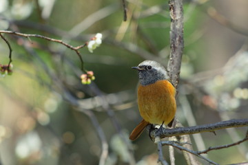 梅の木にとまるジョウビタキの雄鳥です