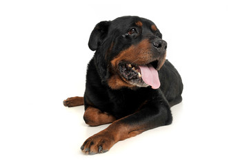 Studio shot of an adorable Rottweiler lying on white background