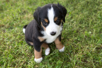 Swiss Appenzeller dog puppy sitting in the garden