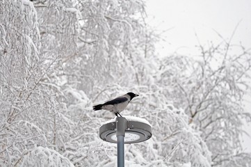 Crow on the lantern