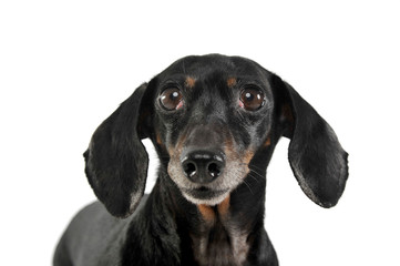 An adorable short haired Dachshund looking curiously at the camera