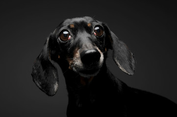 An adorable short haired Dachshund looking curiously at the camera