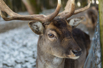 Closeup of a deer in snowy forest