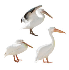 three pelicans isolated on white
