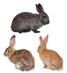 three fluffy rabbits on white