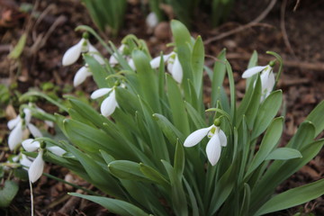 Snowdrop in the garden