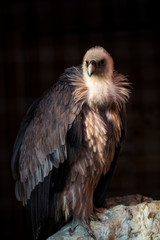 Portrait of a griffon (Gyps fulvus)