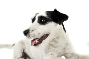 An adorable Parson Russell Terrier lying on white background