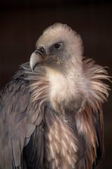 Portrait of a griffon (Gyps fulvus)