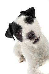 Obraz premium An adorable Parson Russell Terrier looking curiously at the camera