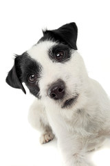 An adorable Parson Russell Terrier looking curiously at the camera