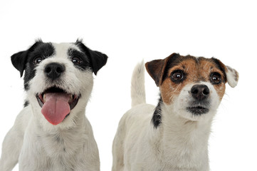Two adorable Parson Russell Terrier looking curiously at the camera