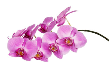 An isolated branch of a beautiful blooming delicate pink orchid, having a yellow color on the lower petals