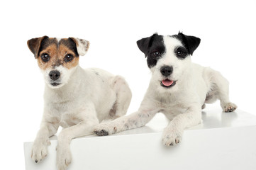 Studio shot of two adorable Parson Russell Terrier lying on a cube
